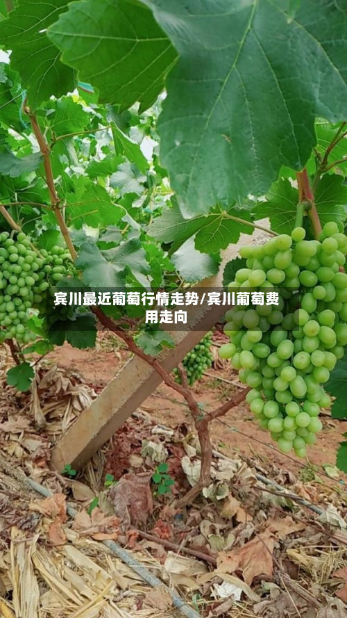 宾川最近葡萄行情走势/宾川葡萄费用走向