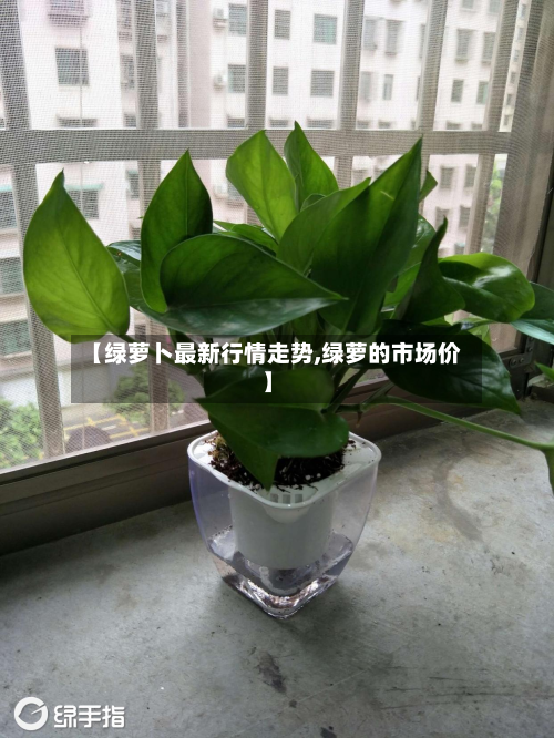【绿萝卜最新行情走势,绿萝的市场价】-第2张图片