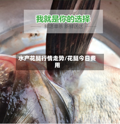 水产花鲢行情走势/花鲢今日费用-第2张图片