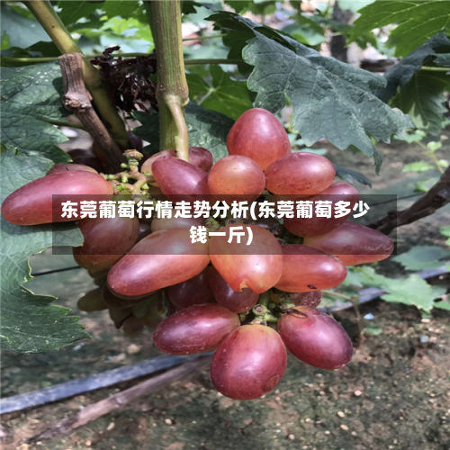 东莞葡萄行情走势分析(东莞葡萄多少钱一斤)-第3张图片