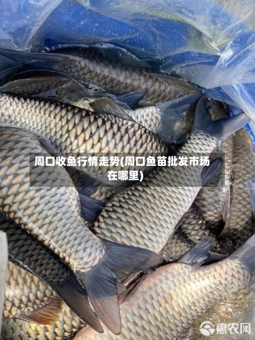 周口收鱼行情走势(周口鱼苗批发市场在哪里)-第3张图片