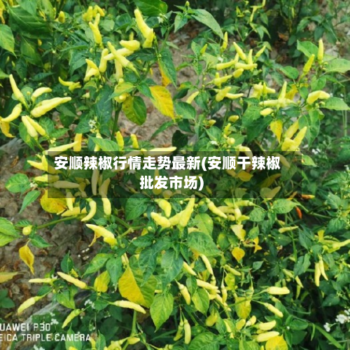 安顺辣椒行情走势最新(安顺干辣椒批发市场)-第2张图片