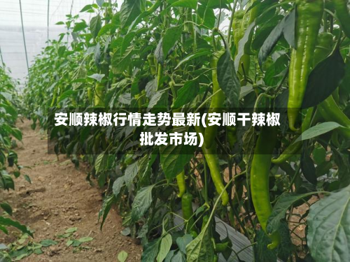 安顺辣椒行情走势最新(安顺干辣椒批发市场)-第3张图片