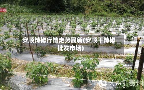 安顺辣椒行情走势最新(安顺干辣椒批发市场)