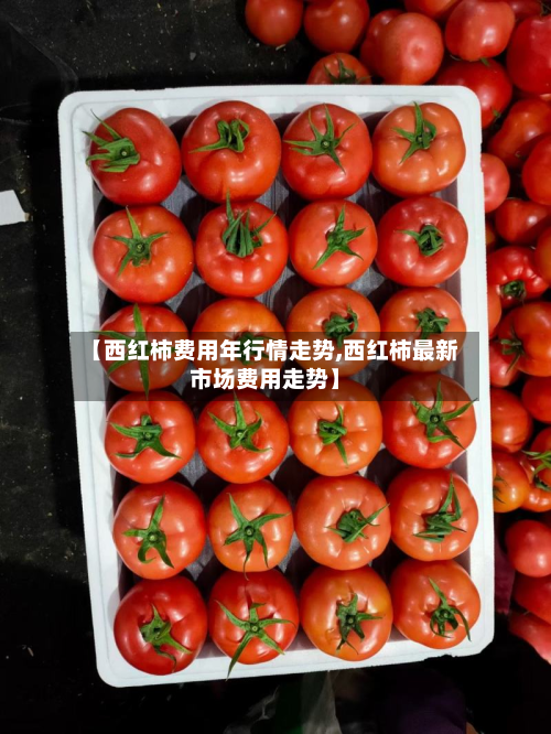 【西红柿费用年行情走势,西红柿最新市场费用走势】