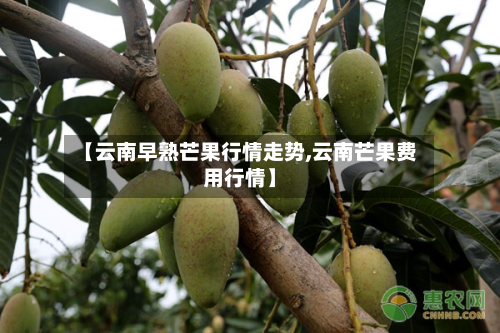 【云南早熟芒果行情走势,云南芒果费用行情】