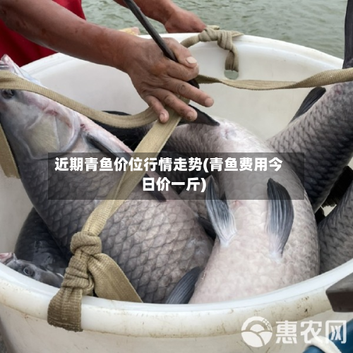 近期青鱼价位行情走势(青鱼费用今日价一斤)-第3张图片