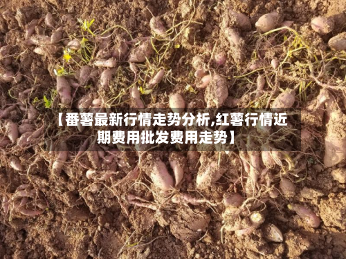 【番薯最新行情走势分析,红薯行情近期费用批发费用走势】-第2张图片