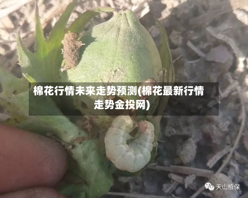 棉花行情未来走势预测(棉花最新行情走势金投网)