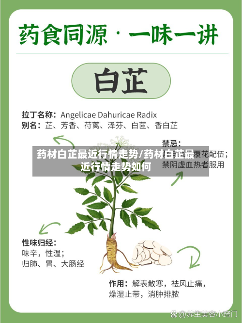 药材白芷最近行情走势/药材白芷最近行情走势如何