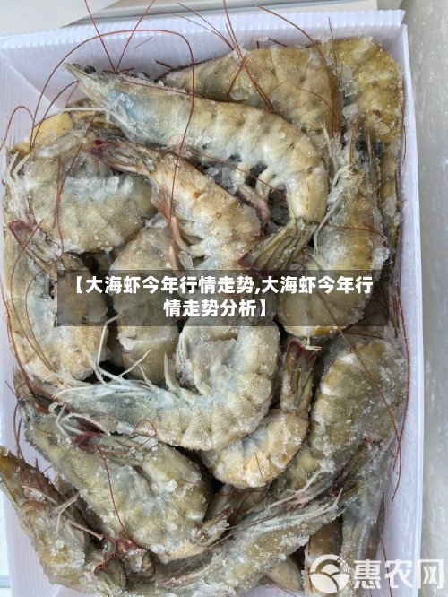 【大海虾今年行情走势,大海虾今年行情走势分析】