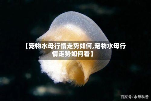 【宠物水母行情走势如何,宠物水母行情走势如何看】-第2张图片