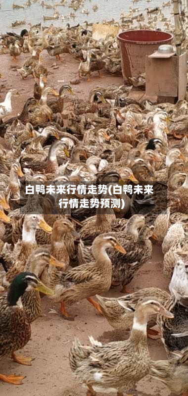 白鸭未来行情走势(白鸭未来行情走势预测)