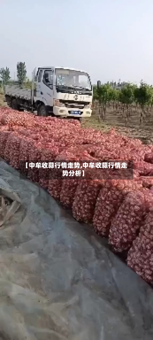 【中牟收蒜行情走势,中牟收蒜行情走势分析】-第2张图片