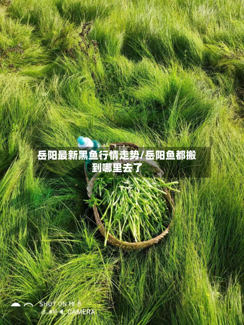岳阳最新黑鱼行情走势/岳阳鱼都搬到哪里去了-第2张图片
