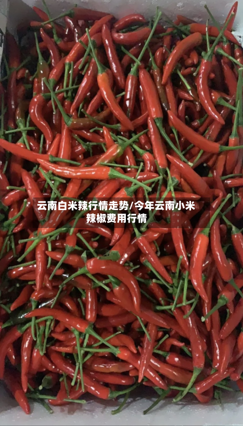 云南白米辣行情走势/今年云南小米辣椒费用行情