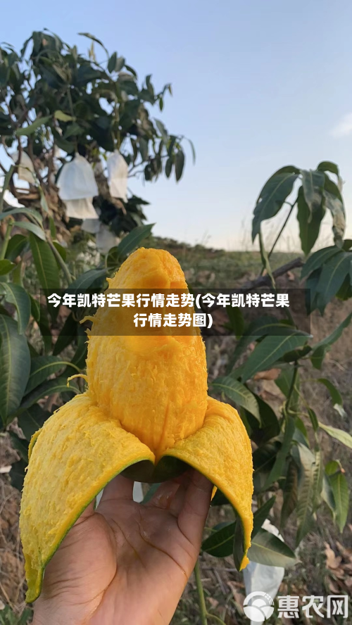 今年凯特芒果行情走势(今年凯特芒果行情走势图)