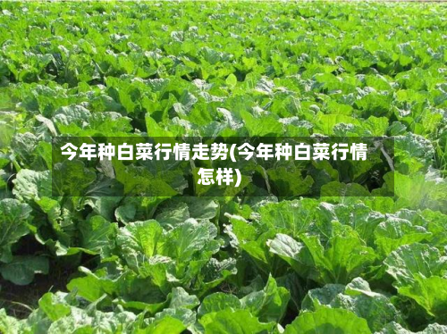 今年种白菜行情走势(今年种白菜行情怎样)