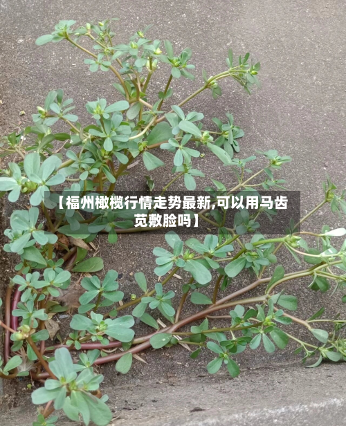 【福州橄榄行情走势最新,可以用马齿苋敷脸吗】