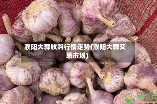濮阳大蒜收购行情走势(濮阳大蒜交易市场)