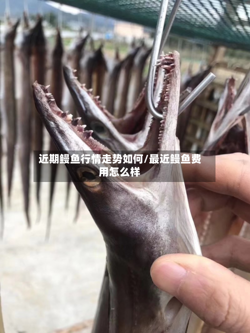 近期鳗鱼行情走势如何/最近鳗鱼费用怎么样-第2张图片