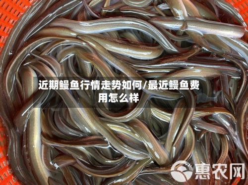 近期鳗鱼行情走势如何/最近鳗鱼费用怎么样