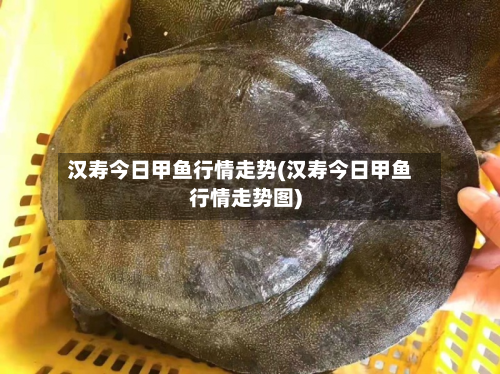 汉寿今日甲鱼行情走势(汉寿今日甲鱼行情走势图)