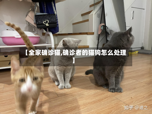 【全家确诊猫,确诊者的猫狗怎么处理】-第2张图片