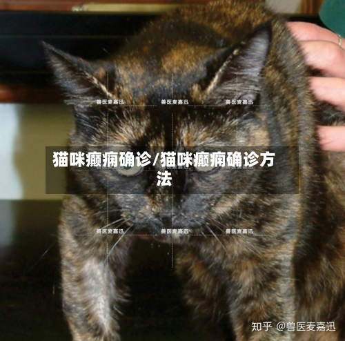 猫咪癫痫确诊/猫咪癫痫确诊方法