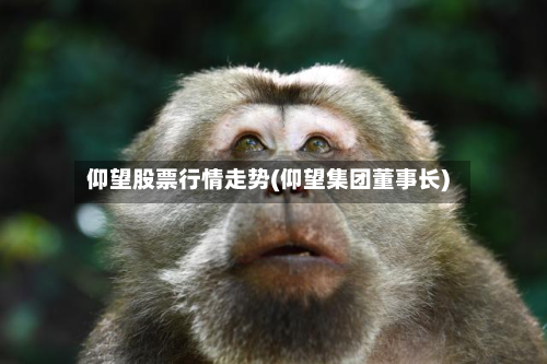 仰望股票行情走势(仰望集团董事长)