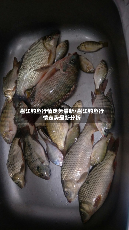 邕江钓鱼行情走势最新/邕江钓鱼行情走势最新分析-第2张图片