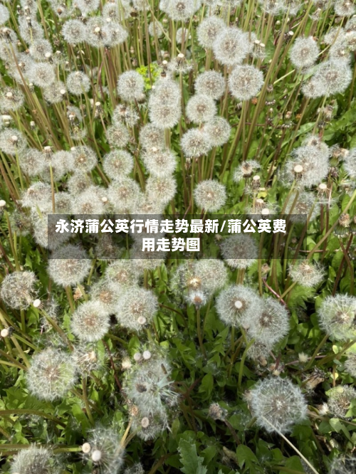 永济蒲公英行情走势最新/蒲公英费用走势图