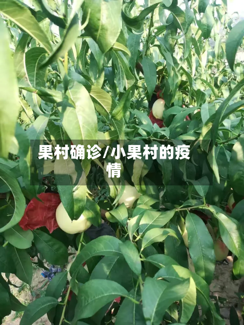 果村确诊/小果村的疫情-第3张图片