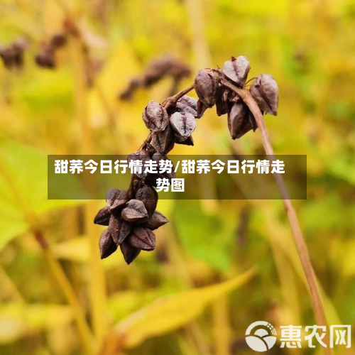 甜荞今日行情走势/甜荞今日行情走势图