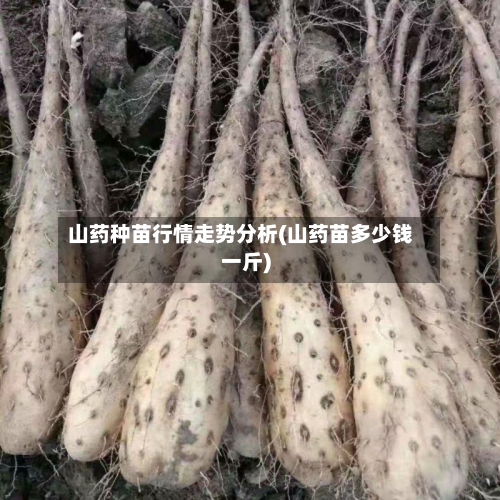山药种苗行情走势分析(山药苗多少钱一斤)