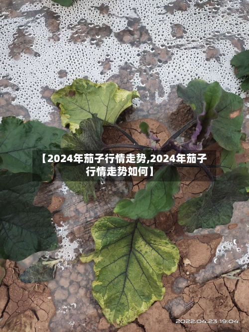 【2024年茄子行情走势,2024年茄子行情走势如何】-第2张图片