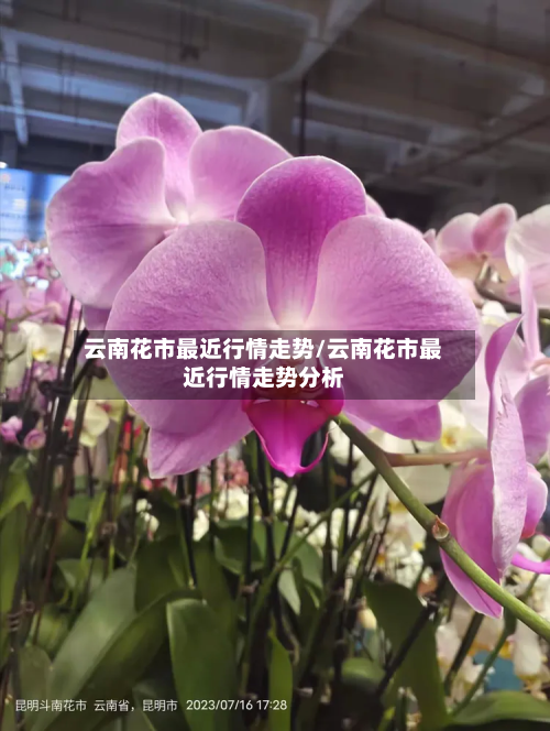 云南花市最近行情走势/云南花市最近行情走势分析