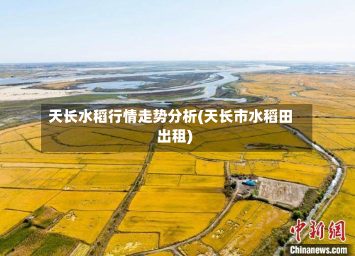 天长水稻行情走势分析(天长市水稻田出租)