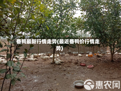 番鸭最新行情走势(最近番鸭价行情走势)