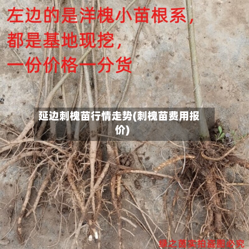 延边刺槐苗行情走势(刺槐苗费用报价)-第3张图片