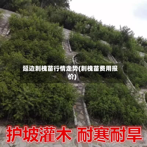 延边刺槐苗行情走势(刺槐苗费用报价)-第2张图片
