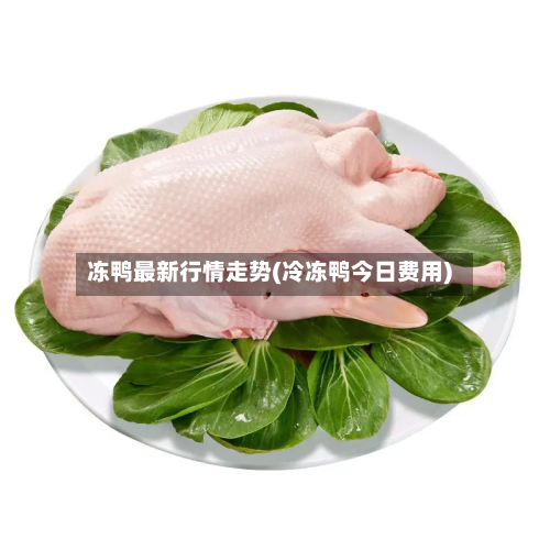 冻鸭最新行情走势(冷冻鸭今日费用)-第2张图片
