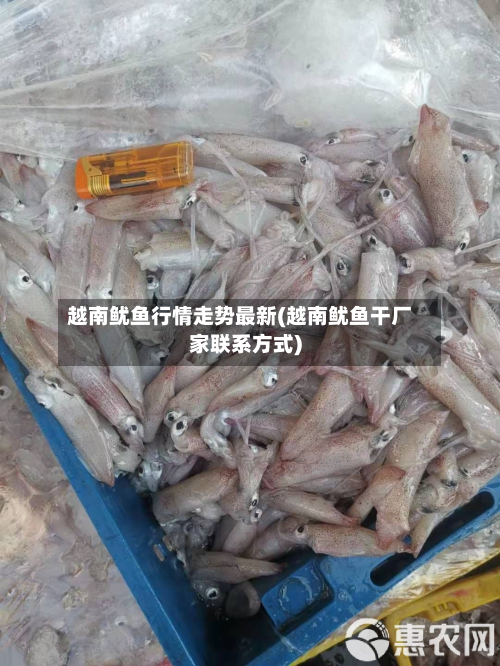 越南鱿鱼行情走势最新(越南鱿鱼干厂家联系方式)-第2张图片