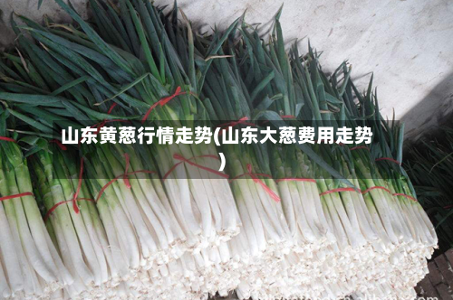 山东黄葱行情走势(山东大葱费用走势)