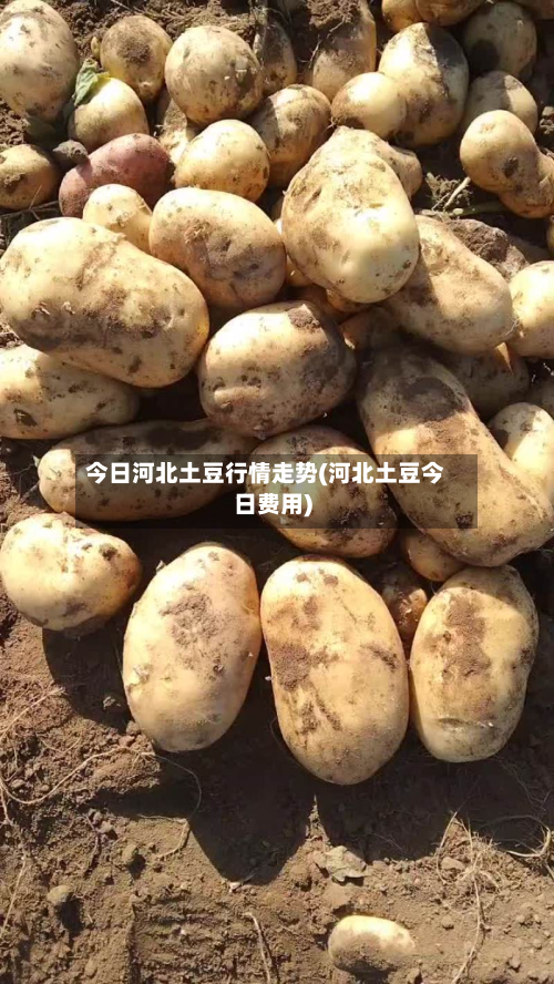 今日河北土豆行情走势(河北土豆今日费用)-第2张图片
