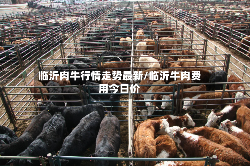 临沂肉牛行情走势最新/临沂牛肉费用今日价