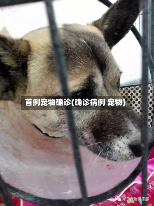 首例宠物确诊(确诊病例 宠物)