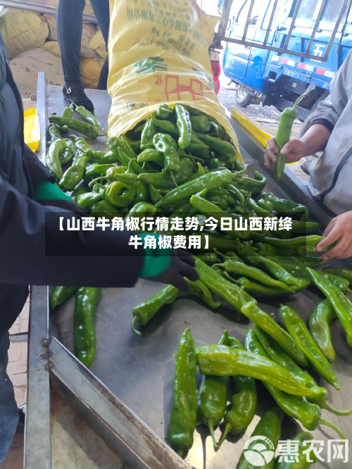 【山西牛角椒行情走势,今日山西新绛牛角椒费用】