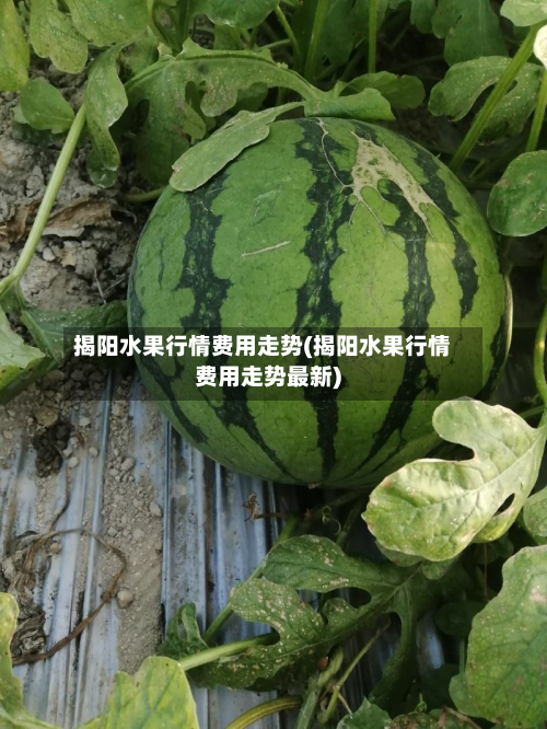 揭阳水果行情费用走势(揭阳水果行情费用走势最新)