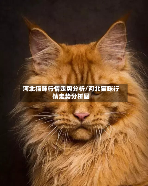 河北猫咪行情走势分析/河北猫咪行情走势分析图-第2张图片